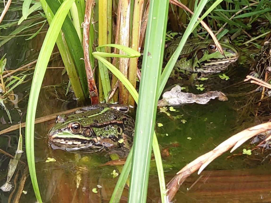 Image mise à l'avant Refuge et création d’habitats