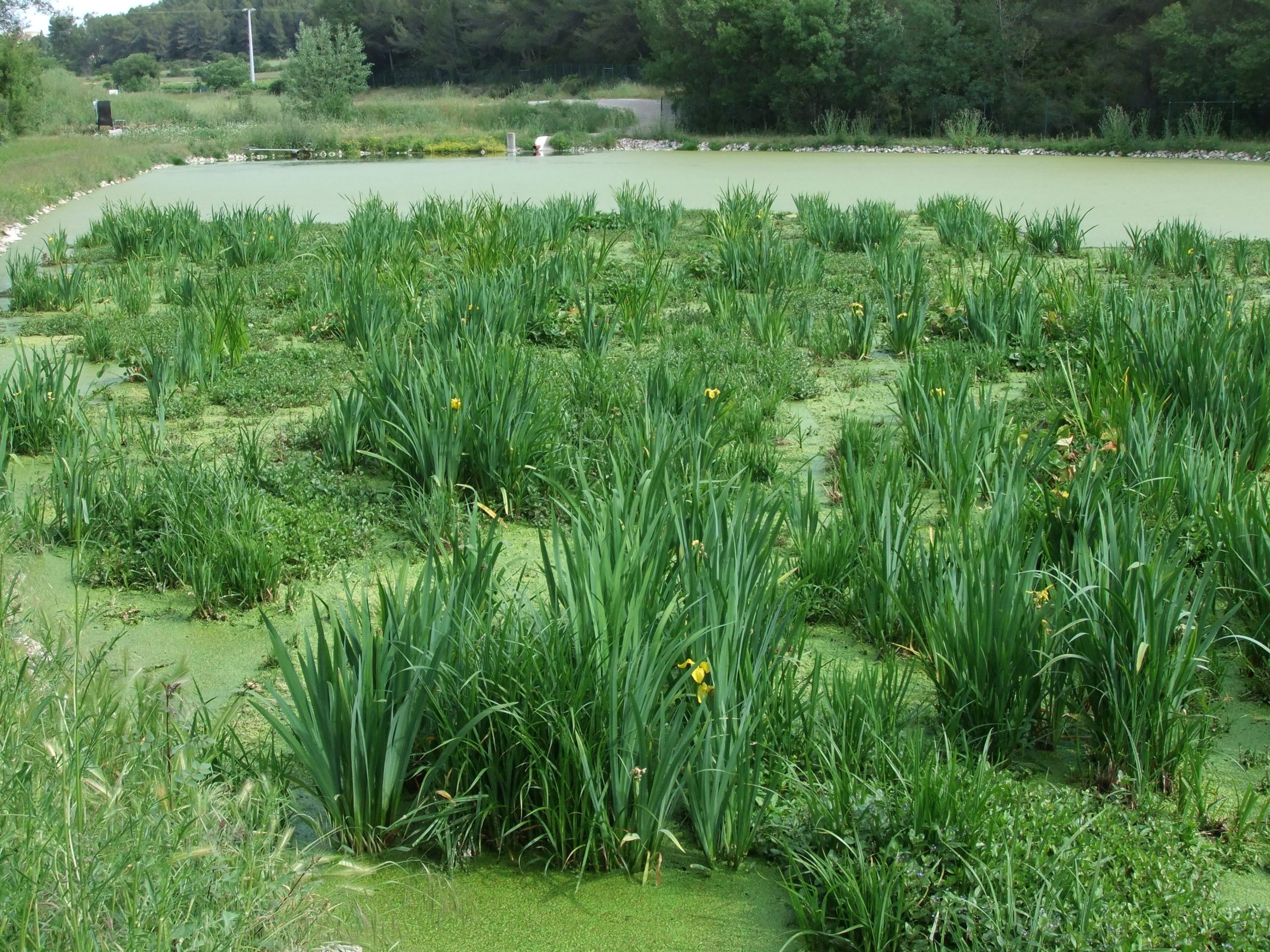 Image mise à l'avant Phytoépuration