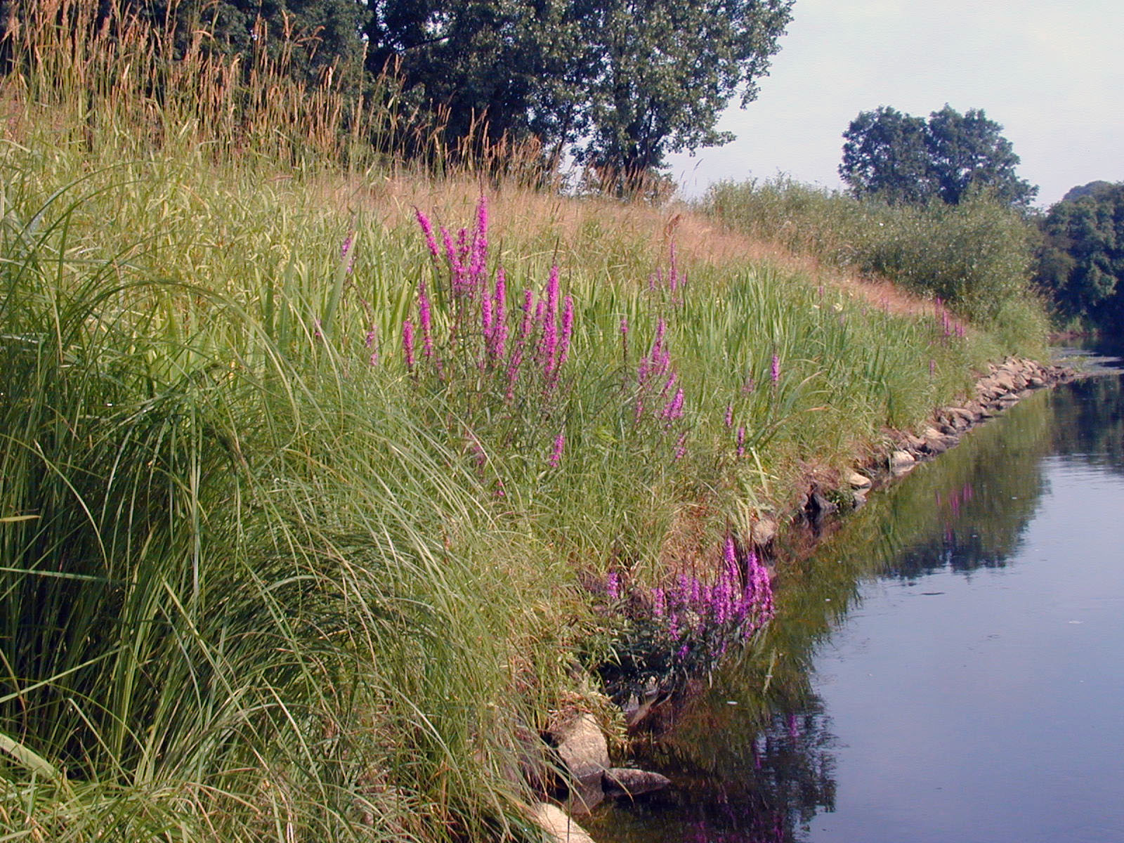 Image mise à l'avant Végétalisation des talus et berges