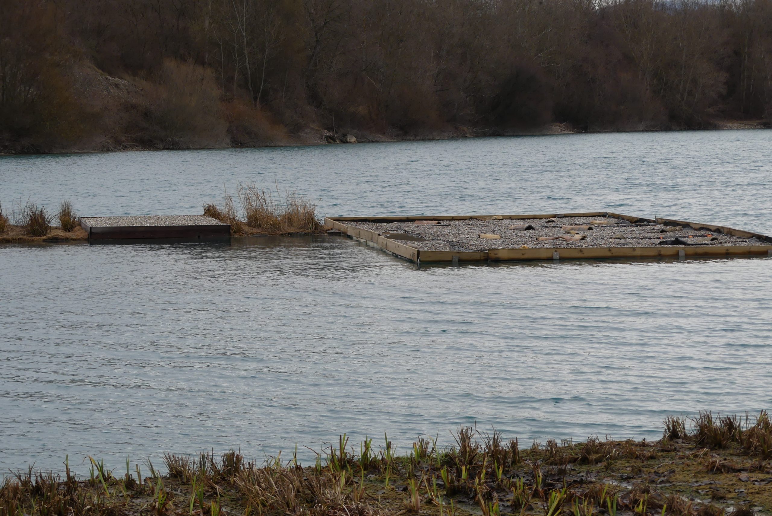 Image mise à l'avant A couverture minérale, refuge pour sternes