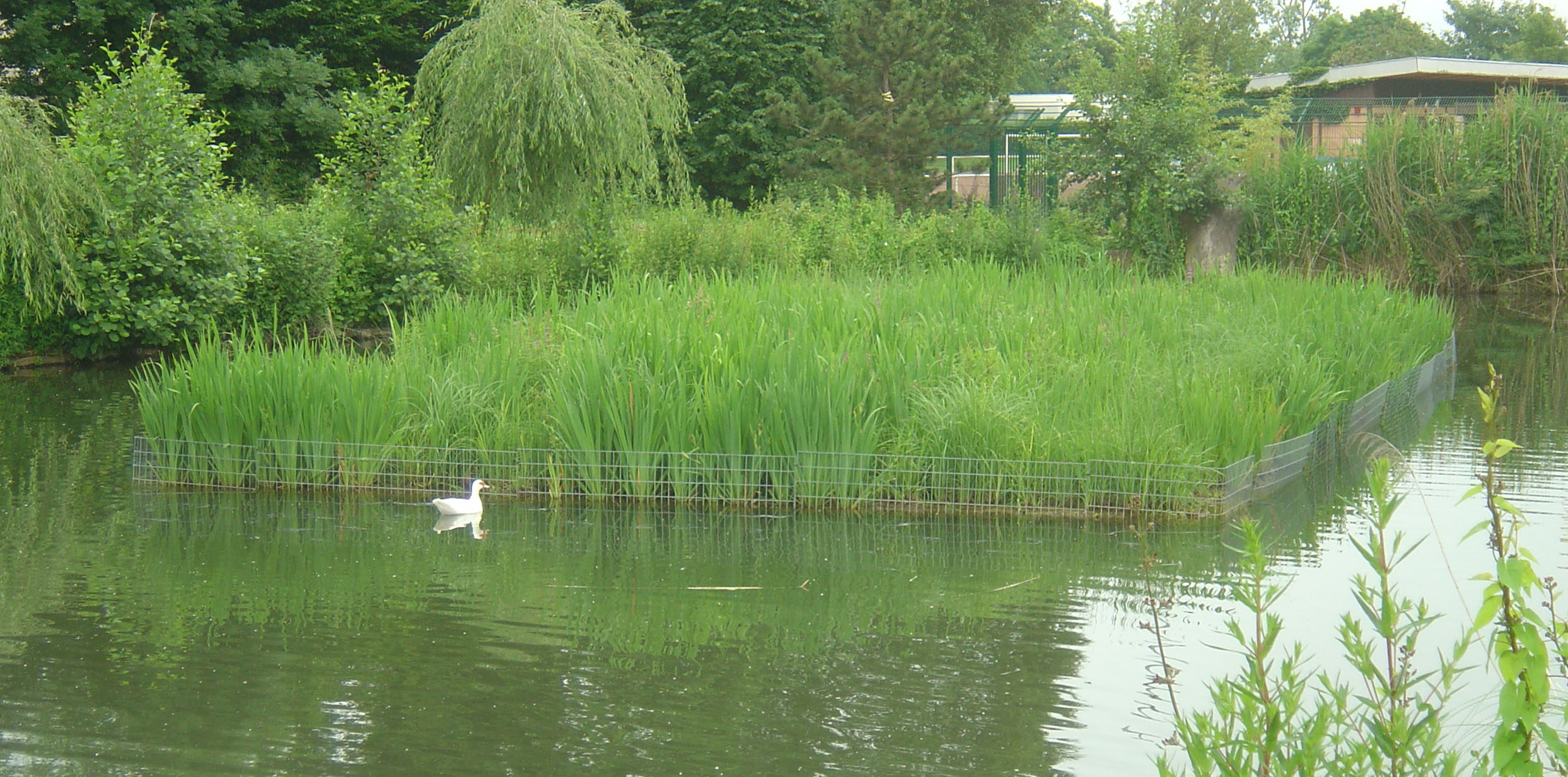 Image mise à l'avant Clôture et couverture anti canard